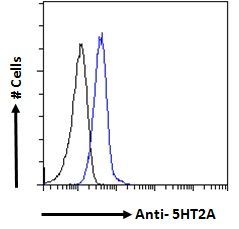 Goat anti-5HT2A Receptor (aa296-309) Antibody