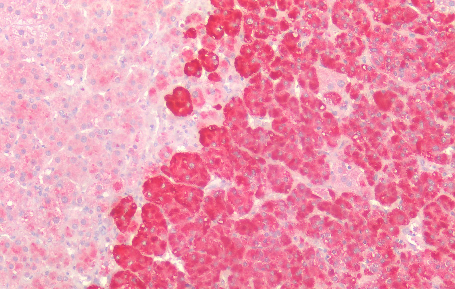 CTNNB1/catenin beta-1 (aa108-121) Antibody