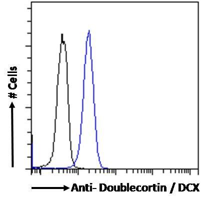 Doublecortin/DCX (aa69-81) Antibody