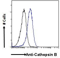 Cathepsin B Antibody