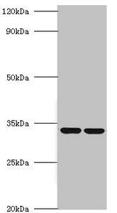 MRPL19 Antibody