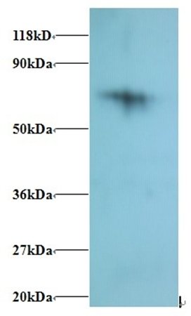 RPS18 Antibody (Biotin)