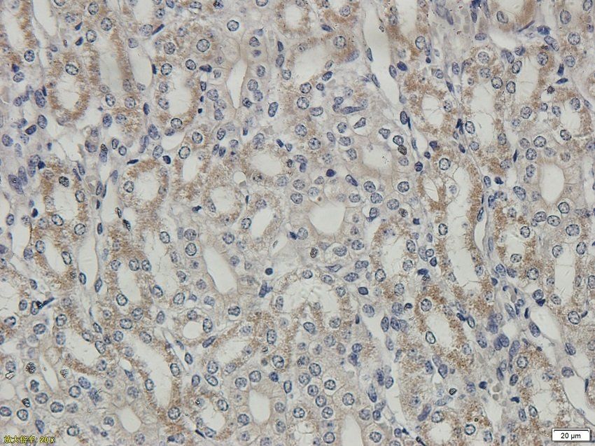 TNFAIP3 antibody