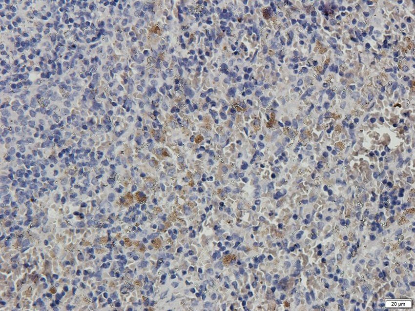 PMEL Rabbit Polyclonal Antibody
