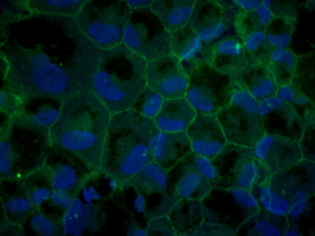 ZO1 Antibody