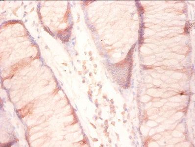 RPL27 Antibody