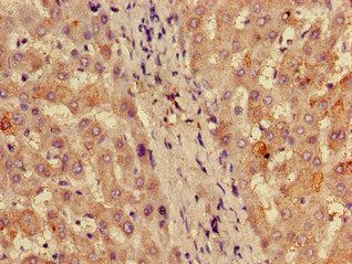 RPL28 Antibody (Biotin)