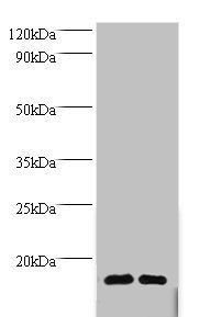 RPL36AL Antibody