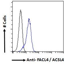 FACL4/ACSL4 Antibody