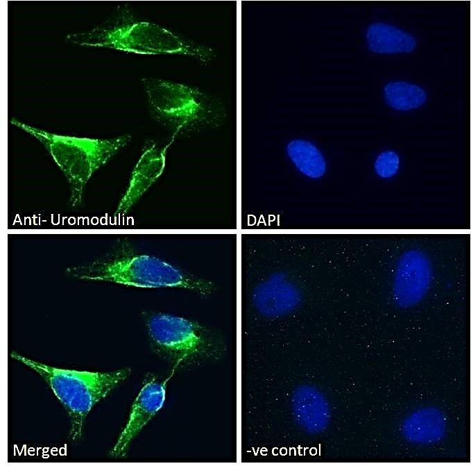 Goat anti-Uromodulin (aa525-536) Antibody