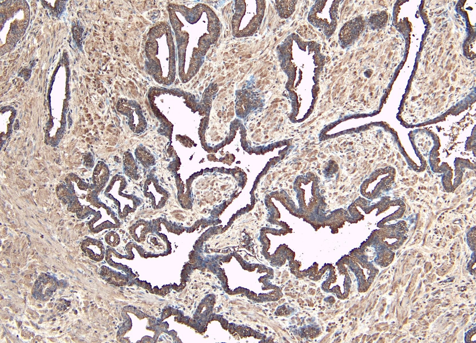 DUSP1 Antibody