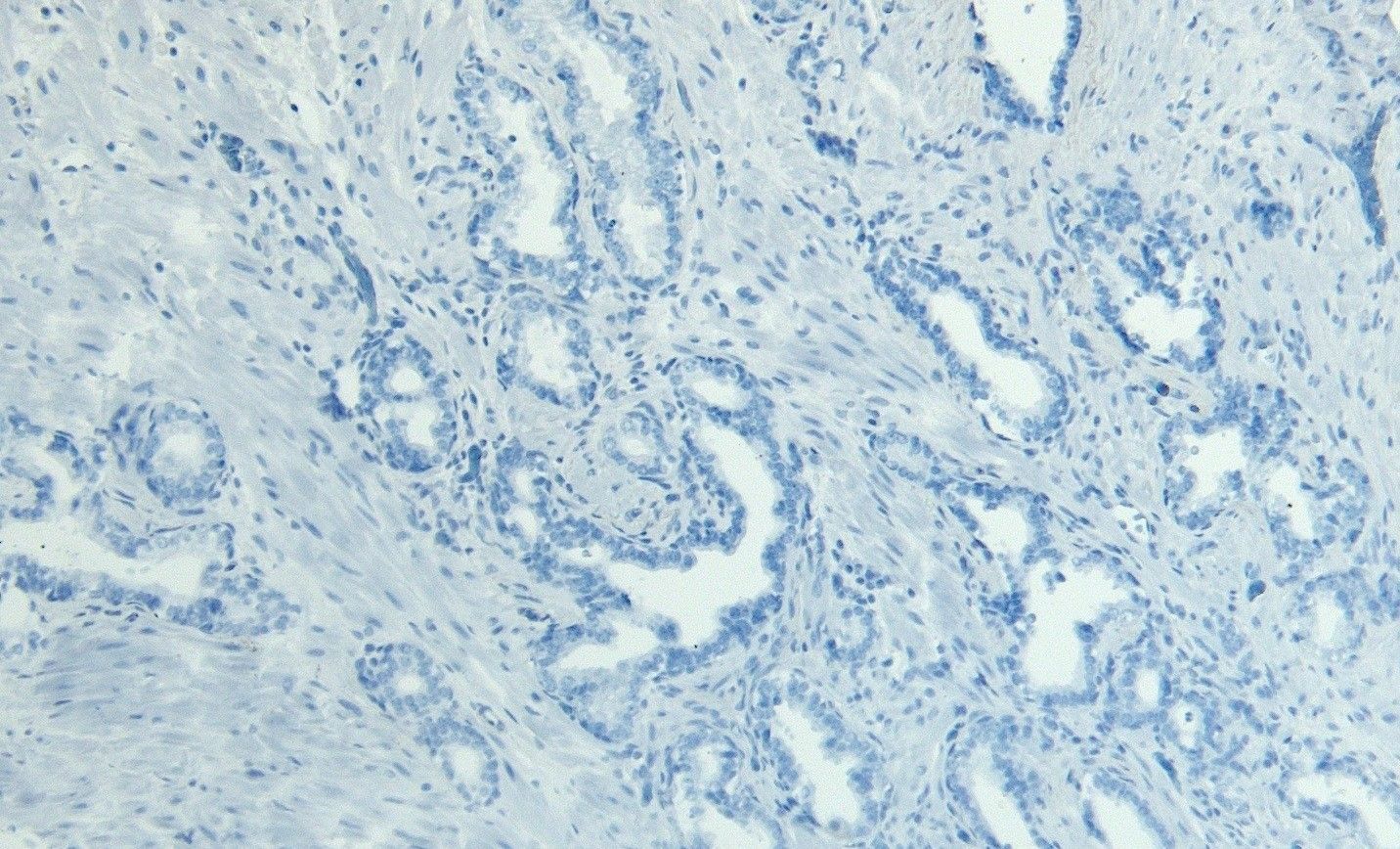 DUSP1 Antibody