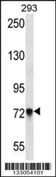 PCDHB5 Antibody (Center)