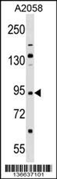 TRIM42 Antibody (Center)