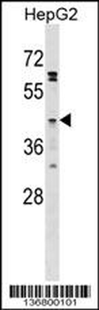 GPR120 Antibody (Center)
