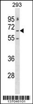 GABRE Antibody (N-term)