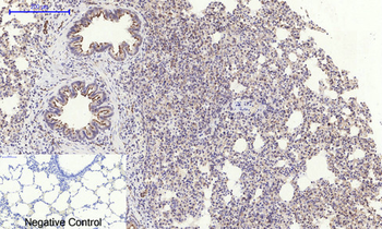 Tau Polyclonal Antibody