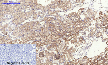 Tau Polyclonal Antibody