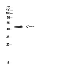 CHID1 Polyclonal Antibody