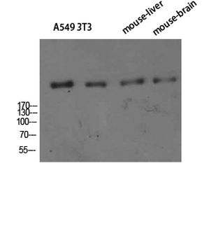 CD35 Polyclonal Antibody