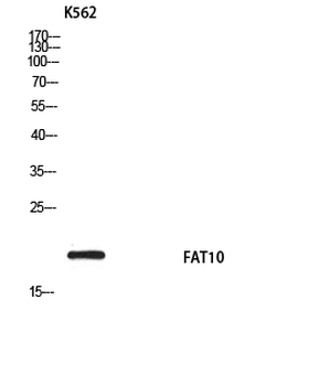 FAT10 Polyclonal Antibody