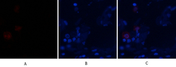 BMP-2 Polyclonal Antibody
