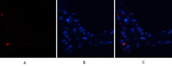 BMP-2 Polyclonal Antibody