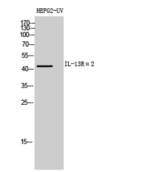 IL-13Rα2 Polyclonal Antibody