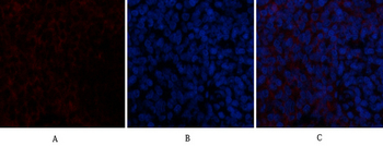 VE-Cadherin Polyclonal Antibody