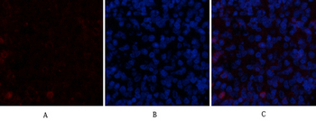 VE-Cadherin Polyclonal Antibody