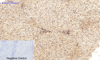 VE-Cadherin Polyclonal Antibody