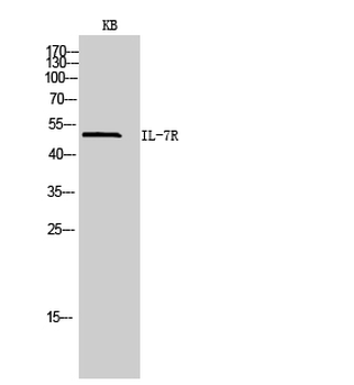 IL-7R Polyclonal Antibody