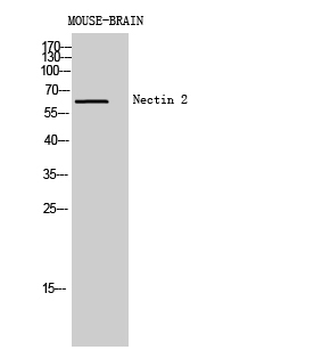 Nectin 2 Polyclonal Antibody