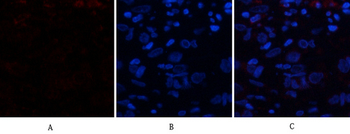 CD63 Polyclonal Antibody