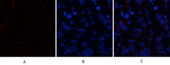 CD63 Polyclonal Antibody