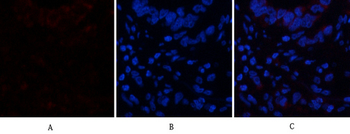 CD63 Polyclonal Antibody