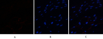 CD63 Polyclonal Antibody