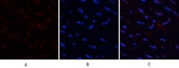 HMG-1 Polyclonal Antibody