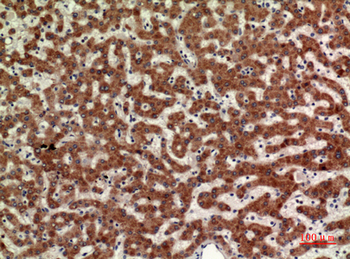 CD110 Polyclonal Antibody