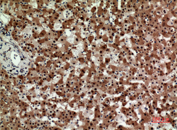 Syntaxin 1 Polyclonal Antibody