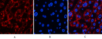 Jagged1 Polyclonal Antibody