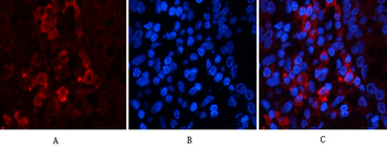 Jagged1 Polyclonal Antibody