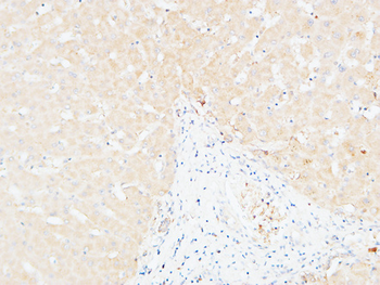 CD166 Polyclonal Antibody