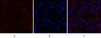 MMP-9 Polyclonal Antibody