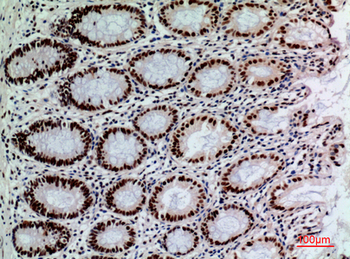 SLAM Polyclonal Antibody