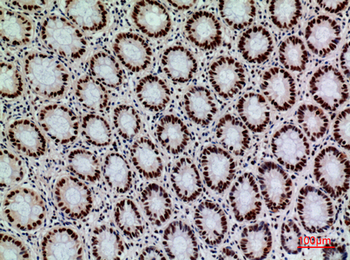 SLAM Polyclonal Antibody