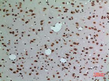 Lamin B1 Polyclonal Antibody