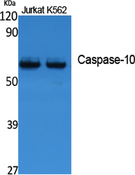 Caspase-10 Polyclonal Antibody