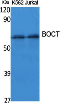 BOCT Polyclonal Antibody