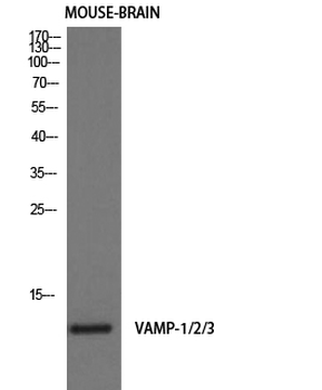 VAMP-1/2/3 Polyclonal Antibody